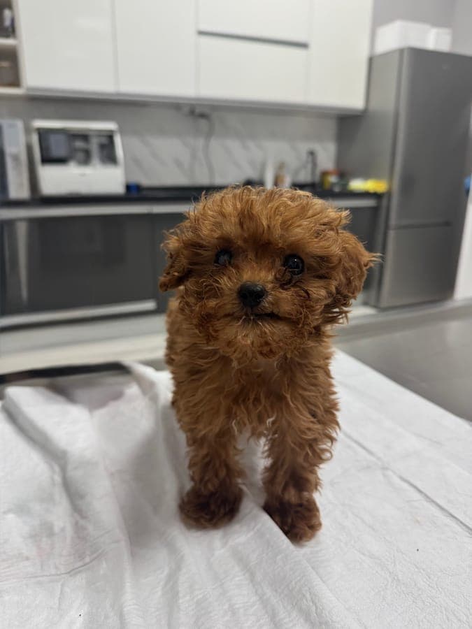 Toy Poodle yavru köpek muayene masasında