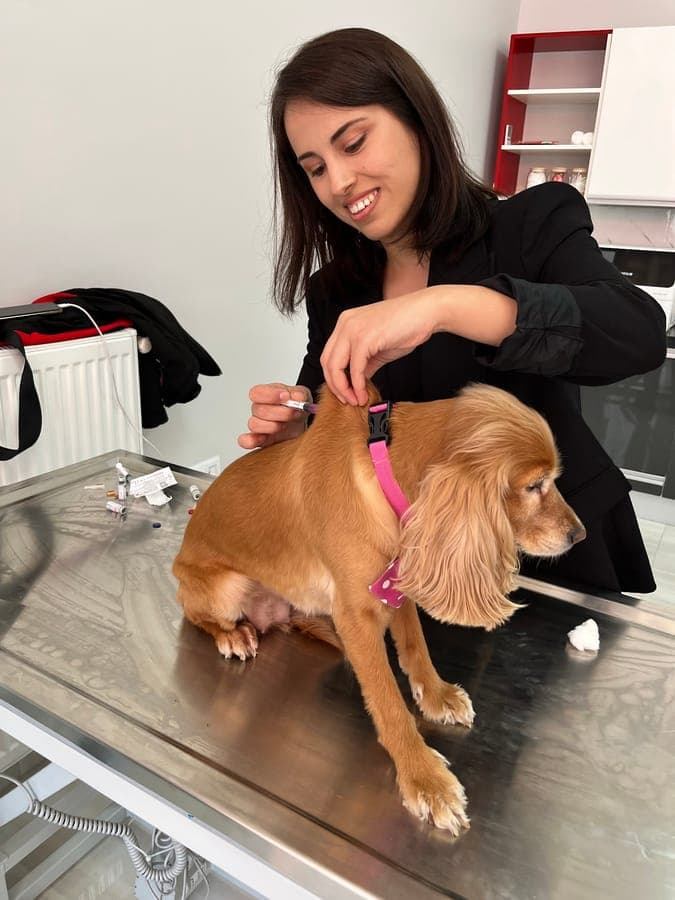 Veteriner hekim köpeğe aşı uygulaması