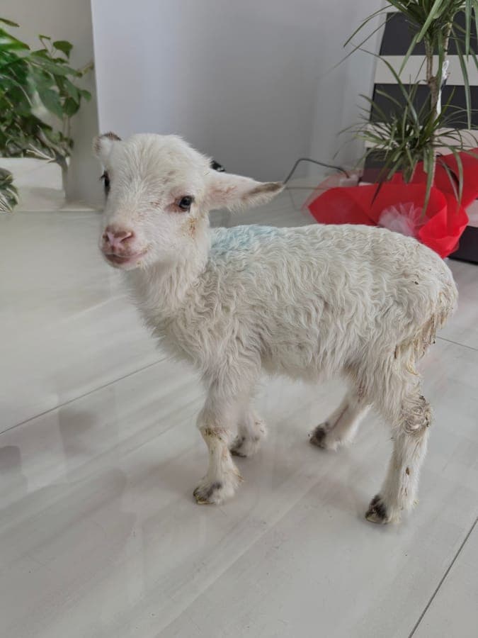 Yavru kuzu klinikte tedavi sonrası